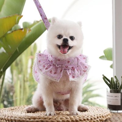 Petit chien en harnais petit Chien Froufrou mauve assis