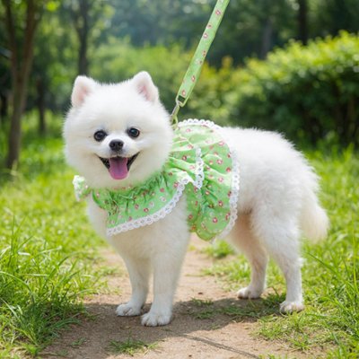Petit chien en harnais petit Chien Froufrou vert en balade