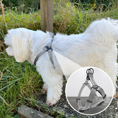 petit chien en Harnais pour chien Nomade gris et encart