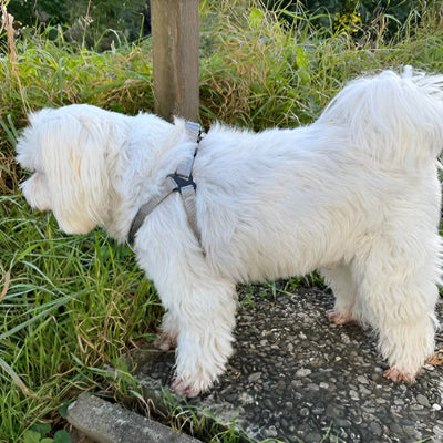 petit chien en Harnais pour chien Nomade gris 