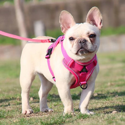 Petit chien harnais chien anti traction rose Dynamic Control 