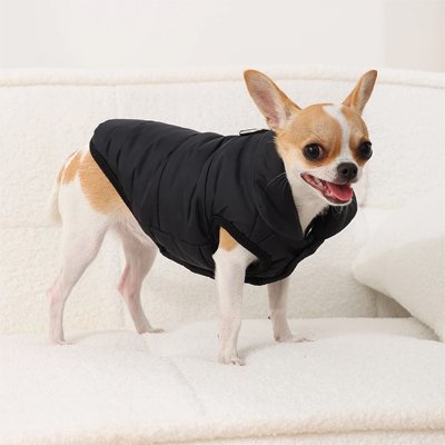Petit chien heureux avec manteau pour chien Hiver toutou noir