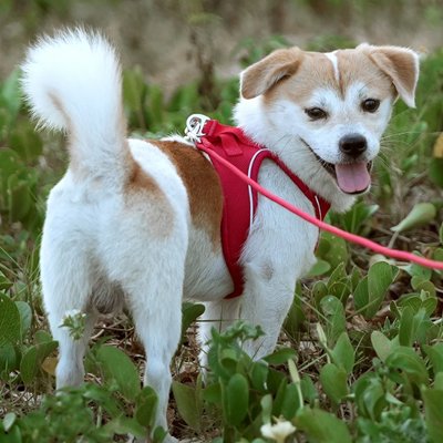 Petit chien heureux en harnais pour porter un chien Junior rouge