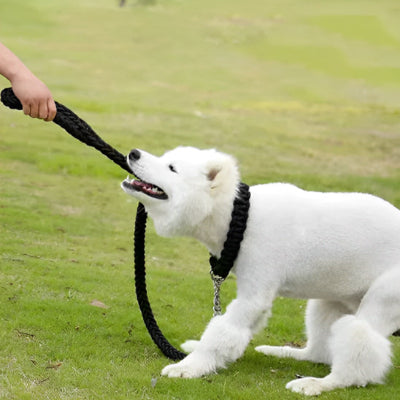 petit chien mordillant sa laisse pour chien noire
