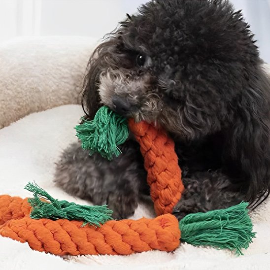 petit chien mordillant ses jouets pour chiens Carotte