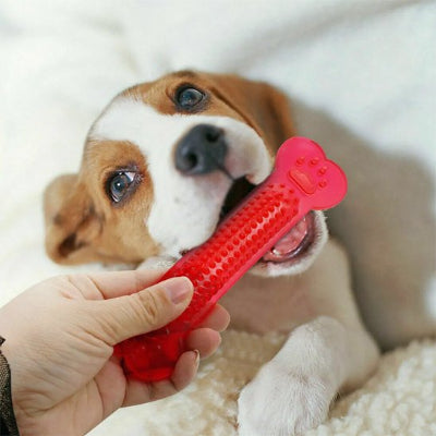 petit chien mordillant son jouet chien indestructible Mastica rouge