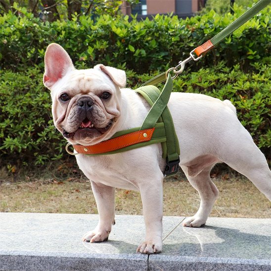Petit chien sur trottoir en harnais Chien confort Sortie Zen kaki