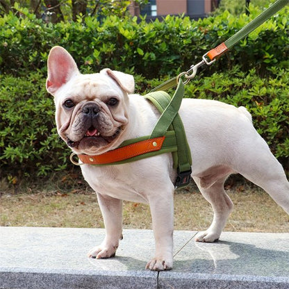 Petit chien sur trottoir en harnais Chien confort Sortie Zen kaki