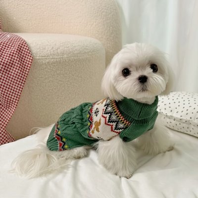 Petit chien sur un lit  avec pull chien Chaud montagne vert