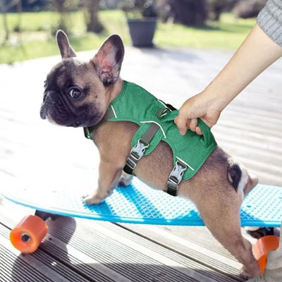 petit chien sur un skate avec Harnais pour chien Evasion vert