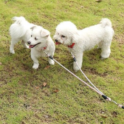 petits chiens blanc en laisse double pour chien