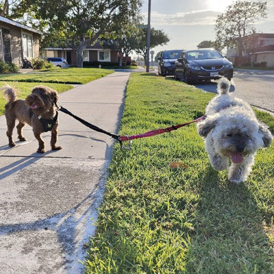 petits chiens en promenade en laisse double pour chien