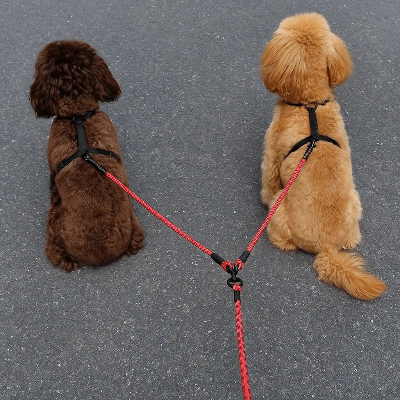 petits chiens marron en laisse double pour chien rouge